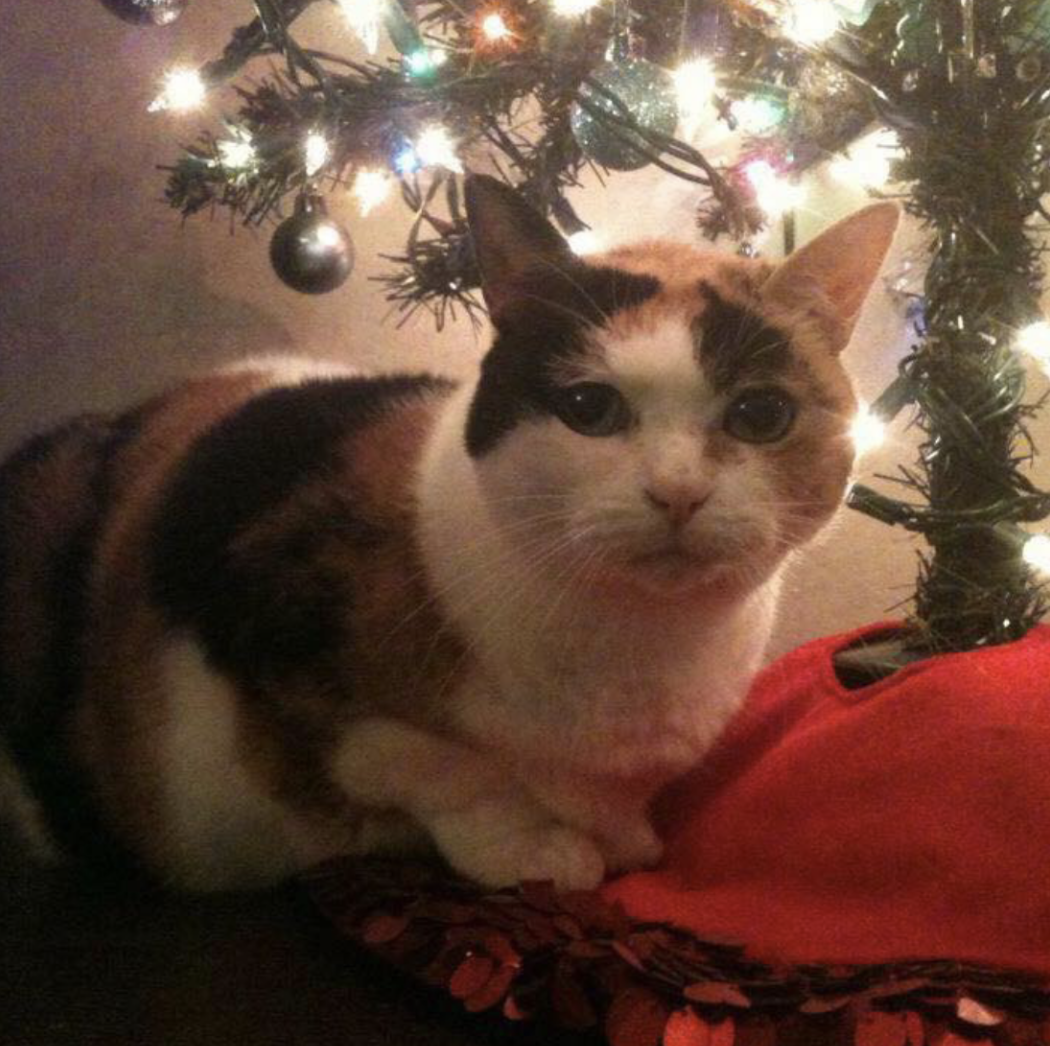 Christmas Cats 2019